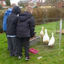 Fishers Mobile Farm visit to Moss Side Primary in Leyland